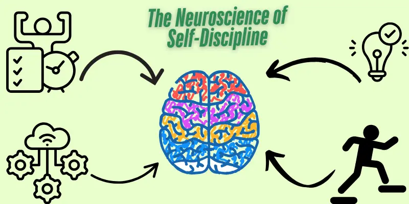 Neuroscience Of Self Discipline Neuroscience of self-discipline: Brain diagram highlighting prefrontal cortex (willpower) and limbic system (impulses) interaction.
